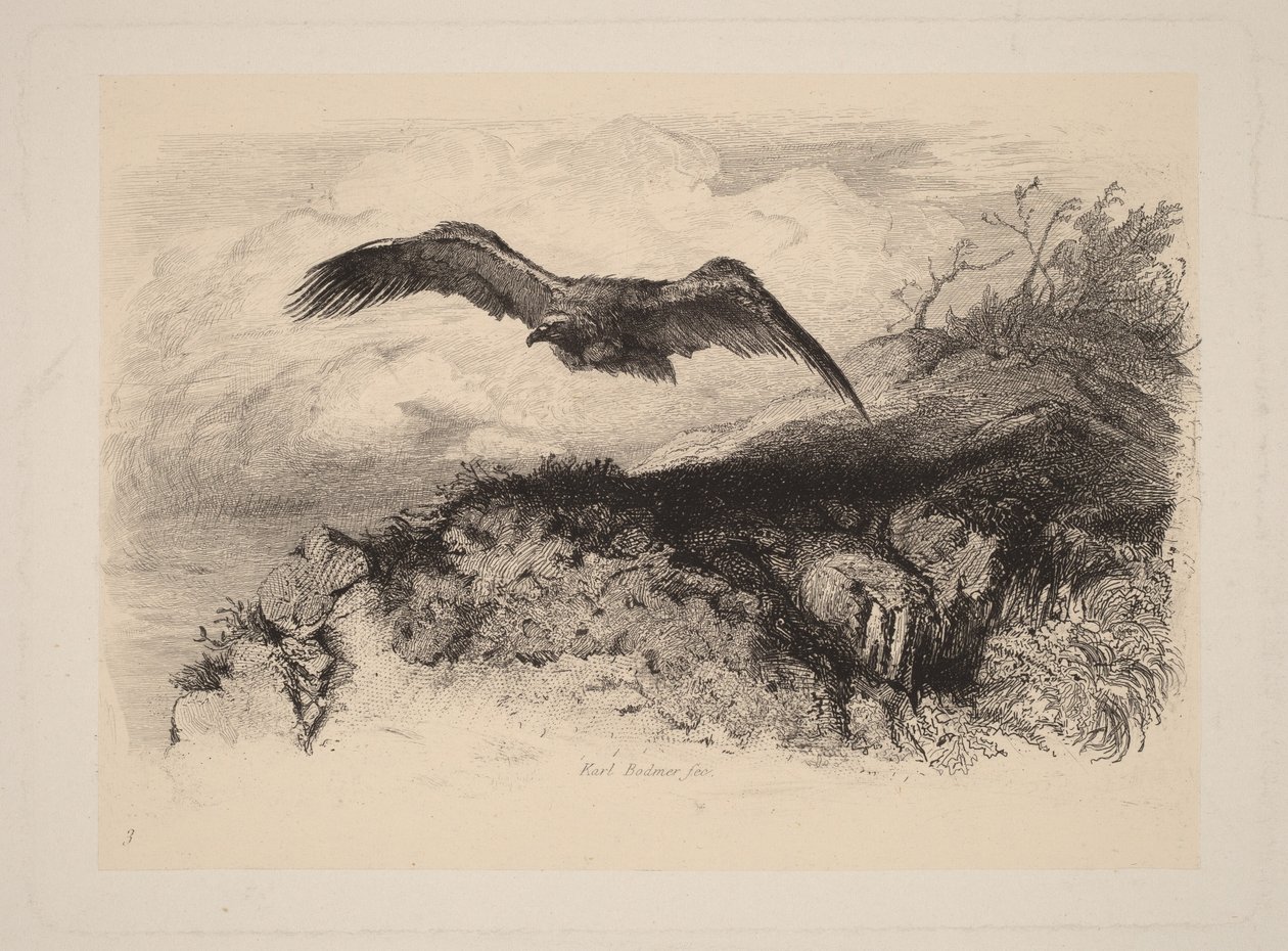 Lentävä kotka tekijältä Karl Bodmer