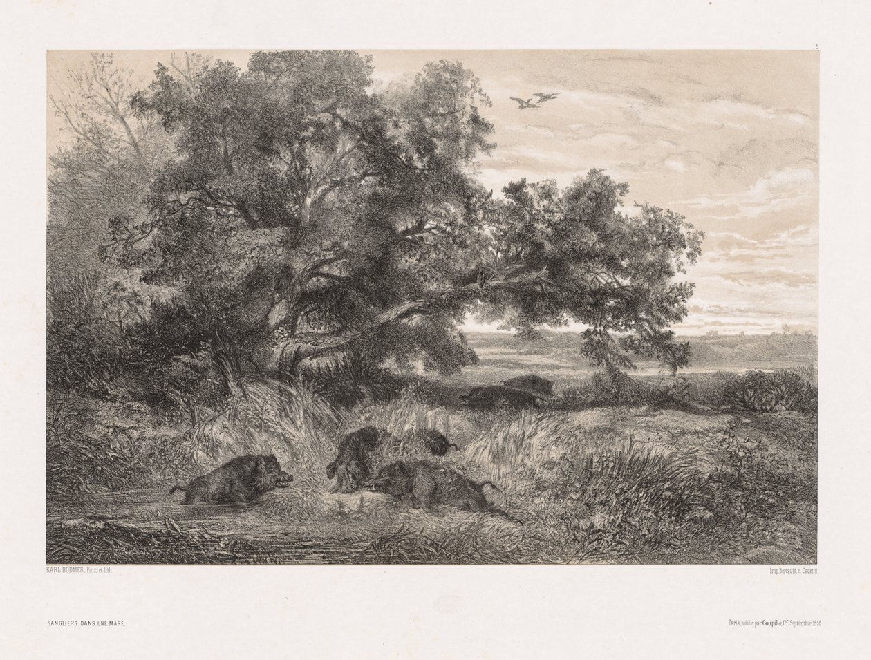 Eläimet ja maisema luonnon perässä: Villisika lampessa tekijältä Karl Bodmer