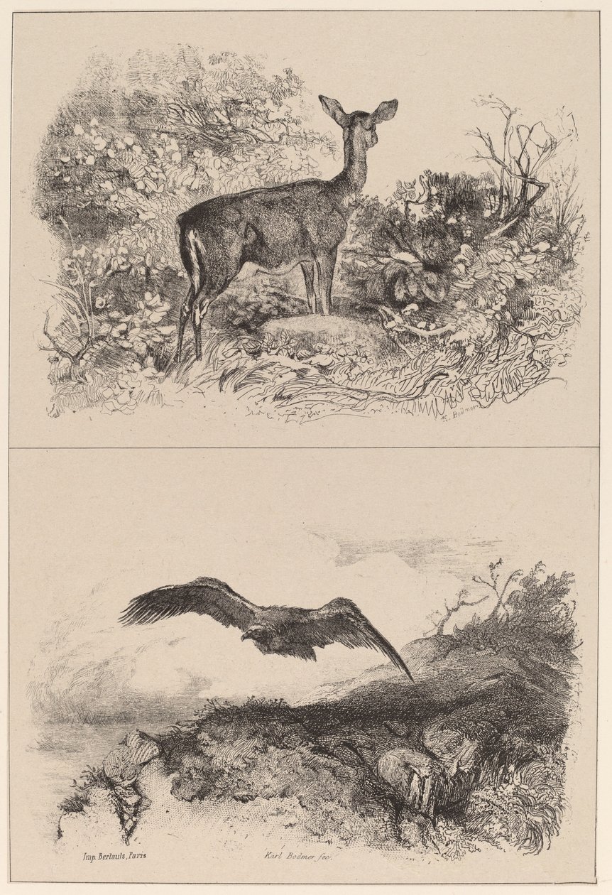 Doe, Eagle tekijältä Karl Bodmer