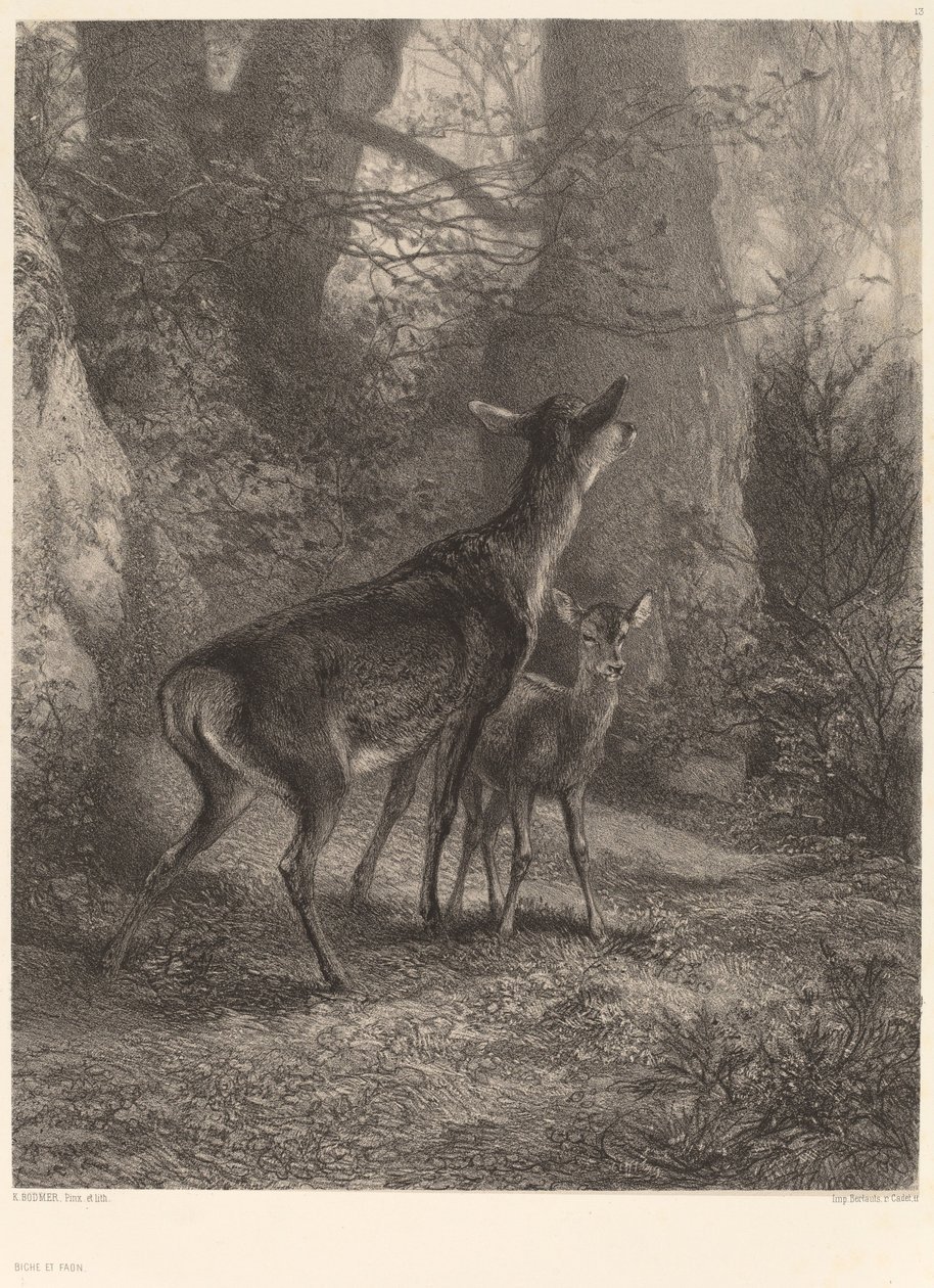 Doe ja Fawn. tekijältä Karl Bodmer