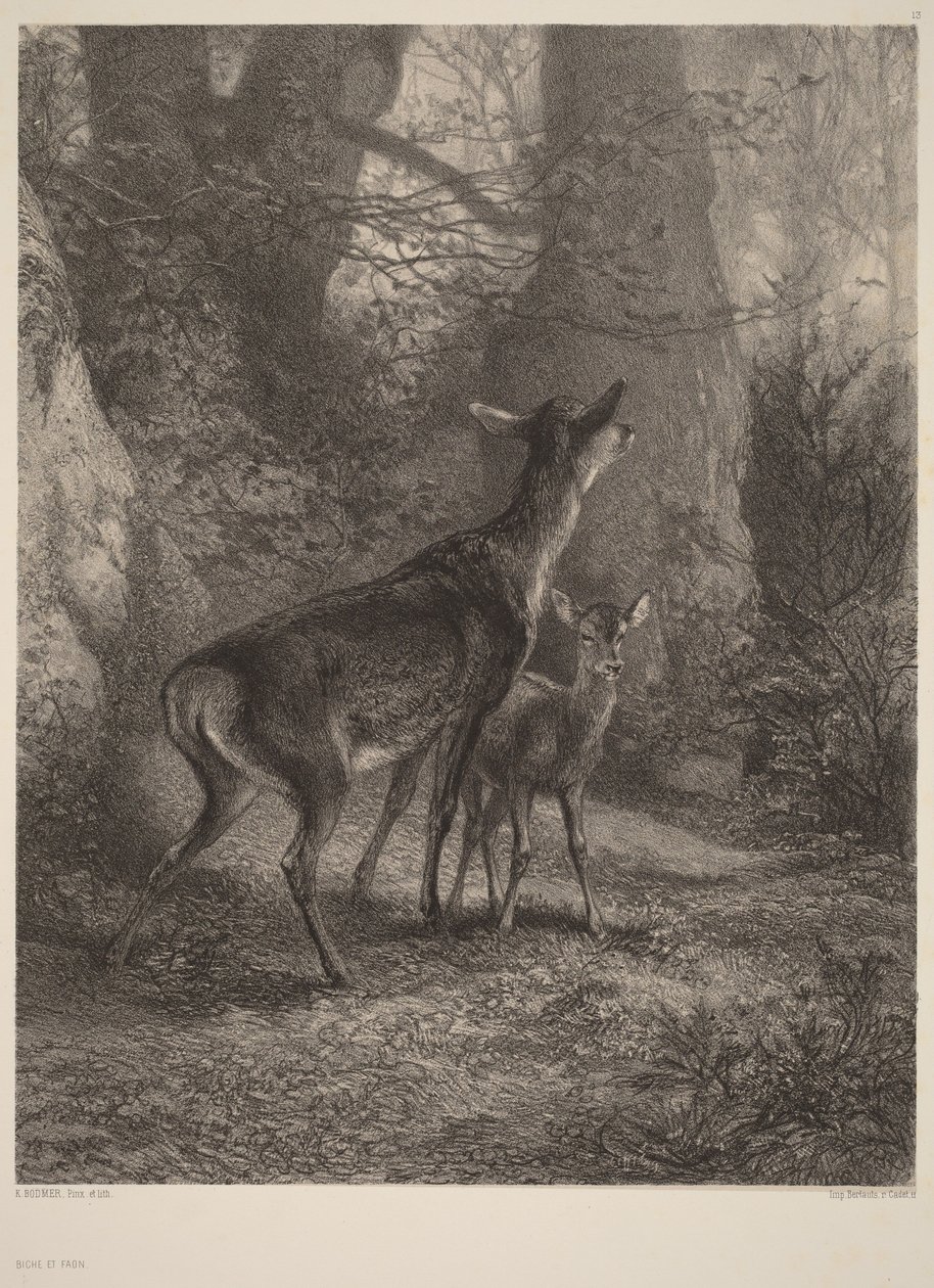 Hirvi ja hirvenvasa tekijältä Karl Bodmer