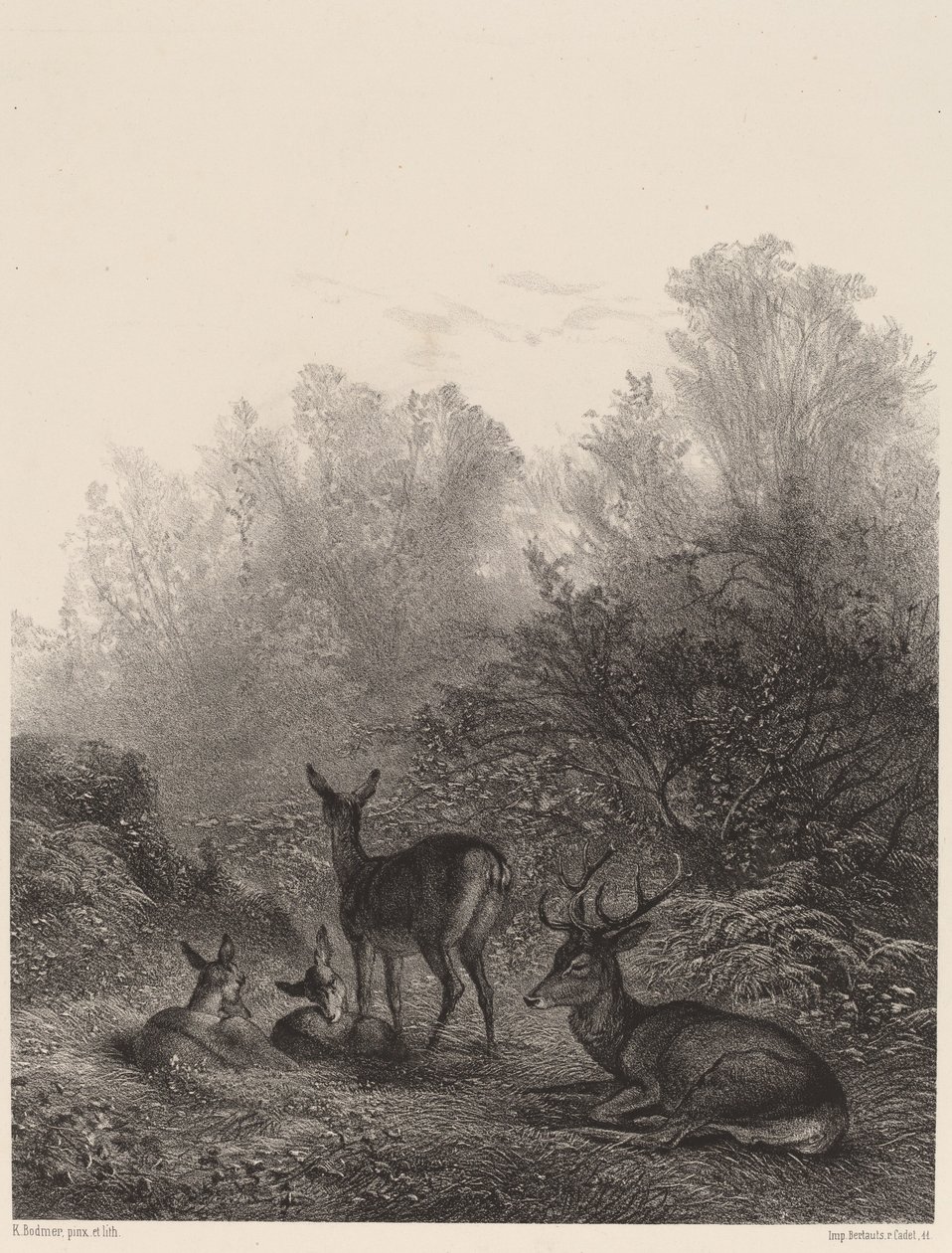 Hirvi lepäämässä tekijältä Karl Bodmer