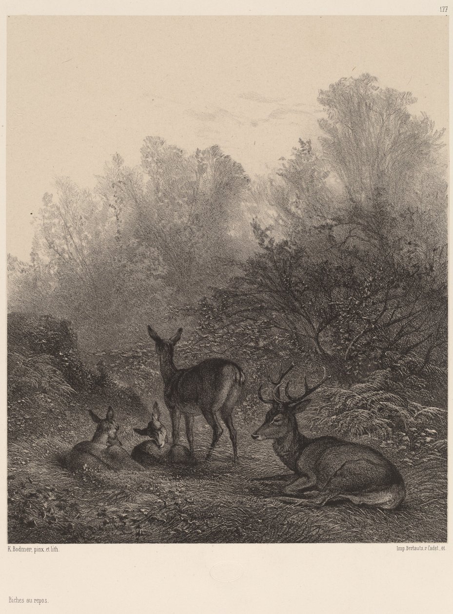 Hirvi lepäämässä tekijältä Karl Bodmer