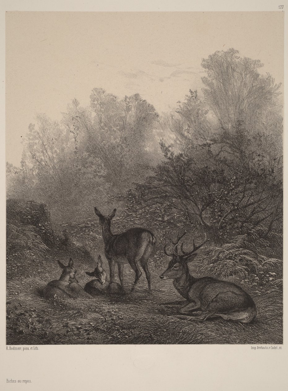 Lepäävät kauriit tekijältä Karl Bodmer