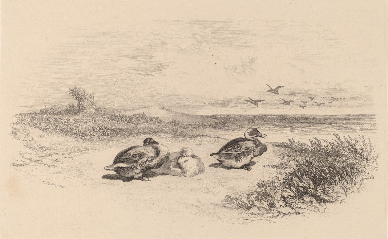 Wild Ducks. tekijältä Karl Bodmer