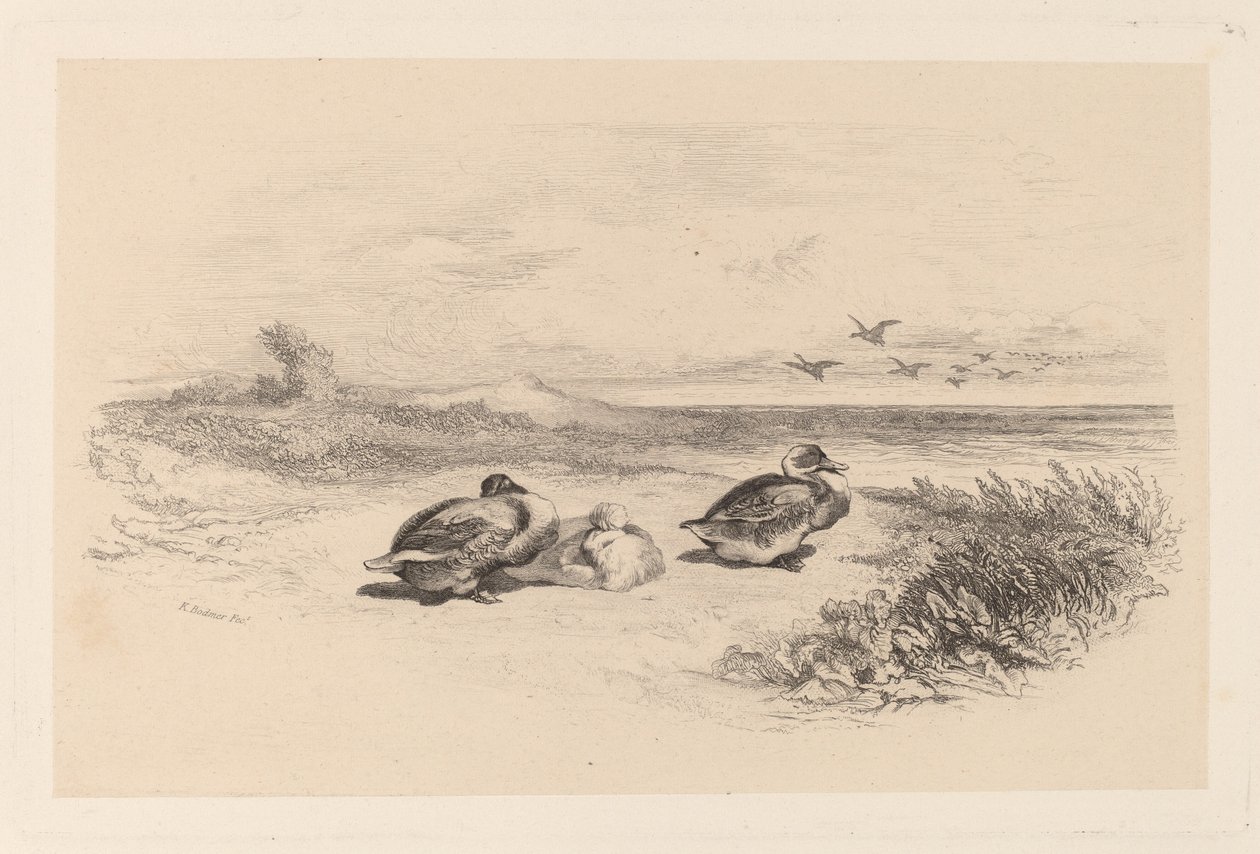Wild Ducks tekijältä Karl Bodmer