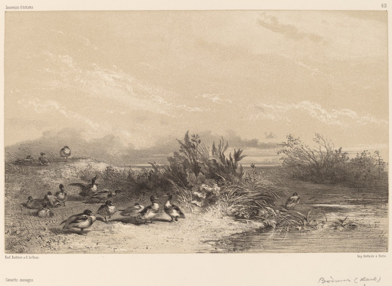 Wild Ducks tekijältä Karl Bodmer