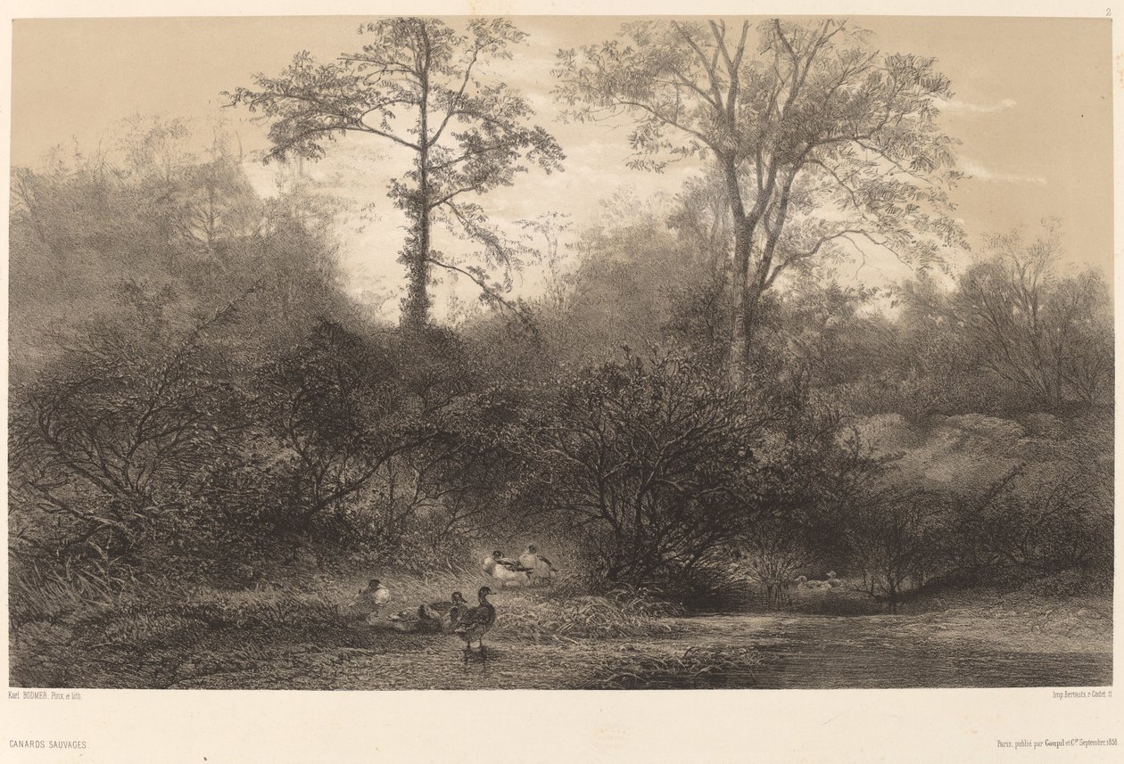 Wild Ducks tekijältä Karl Bodmer