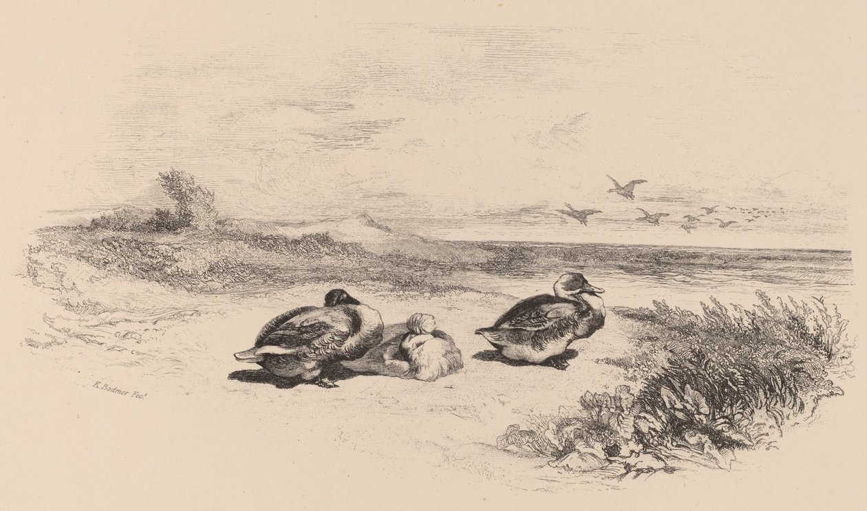 Wild Ducks tekijältä Karl Bodmer