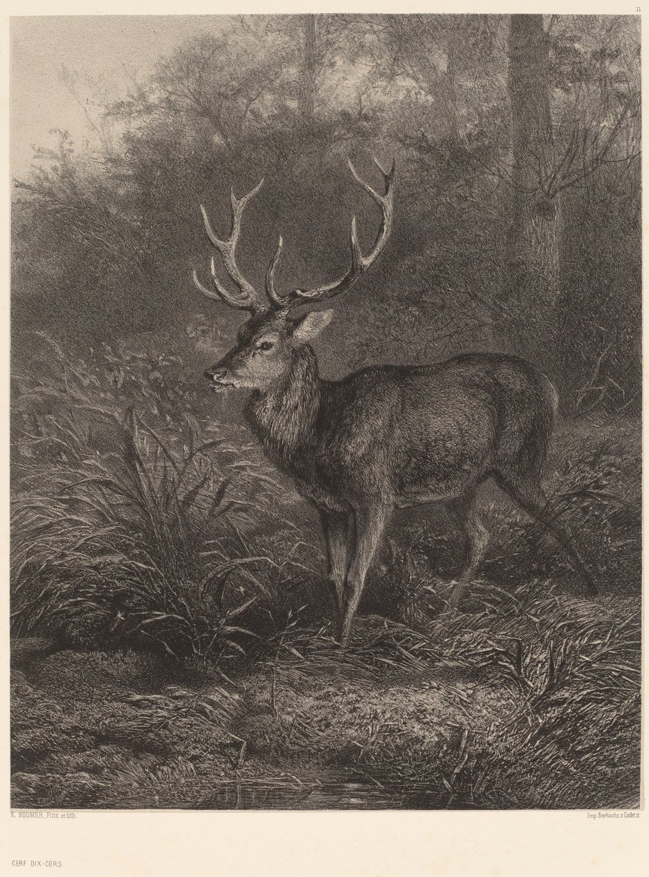 Cerf Dix-Cors tekijältä Karl Bodmer