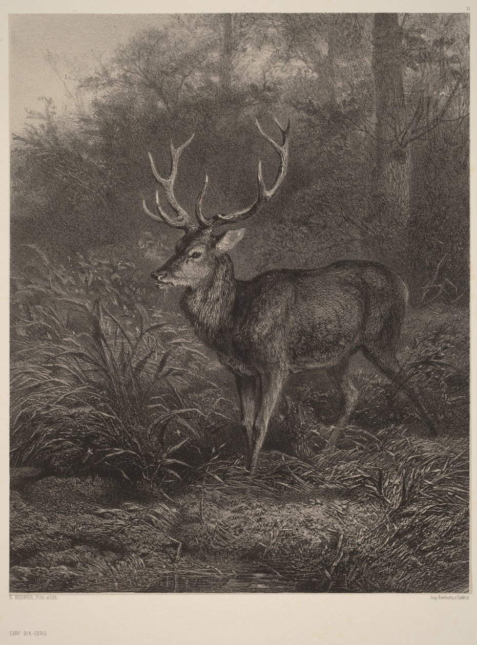 Kymmenisarvinen hirvi tekijältä Karl Bodmer