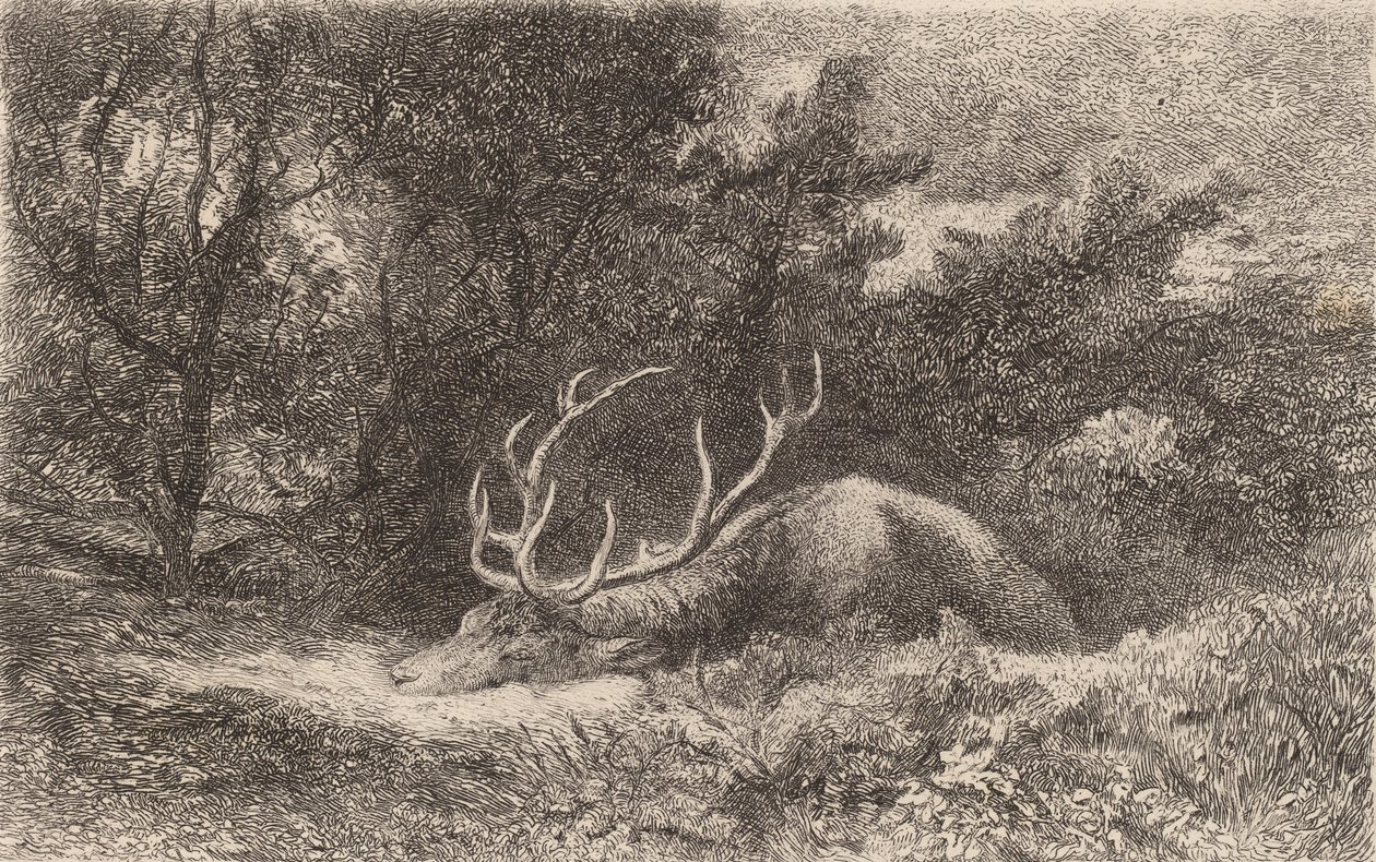 Deer a la Reposee. tekijältä Karl Bodmer
