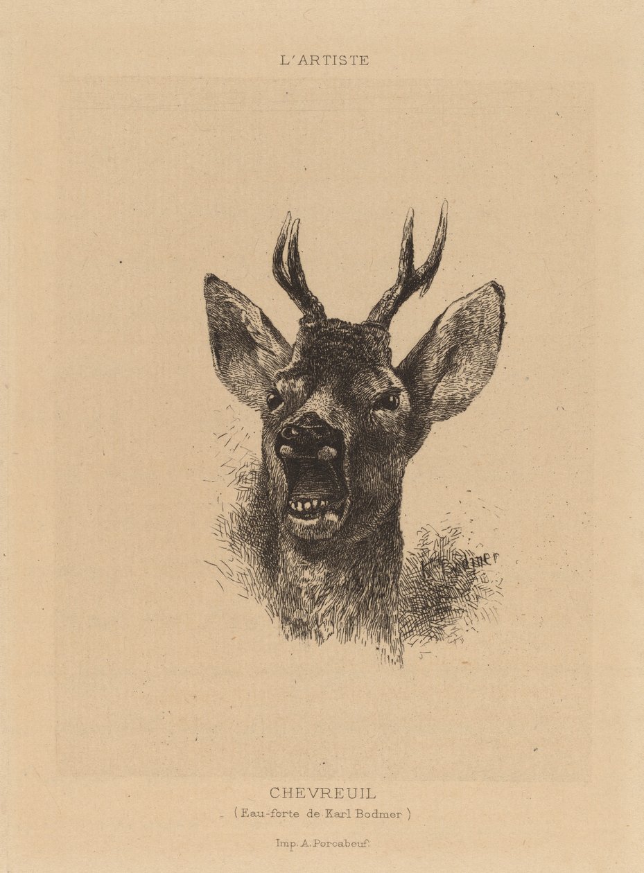 Peura tekijältä Karl Bodmer