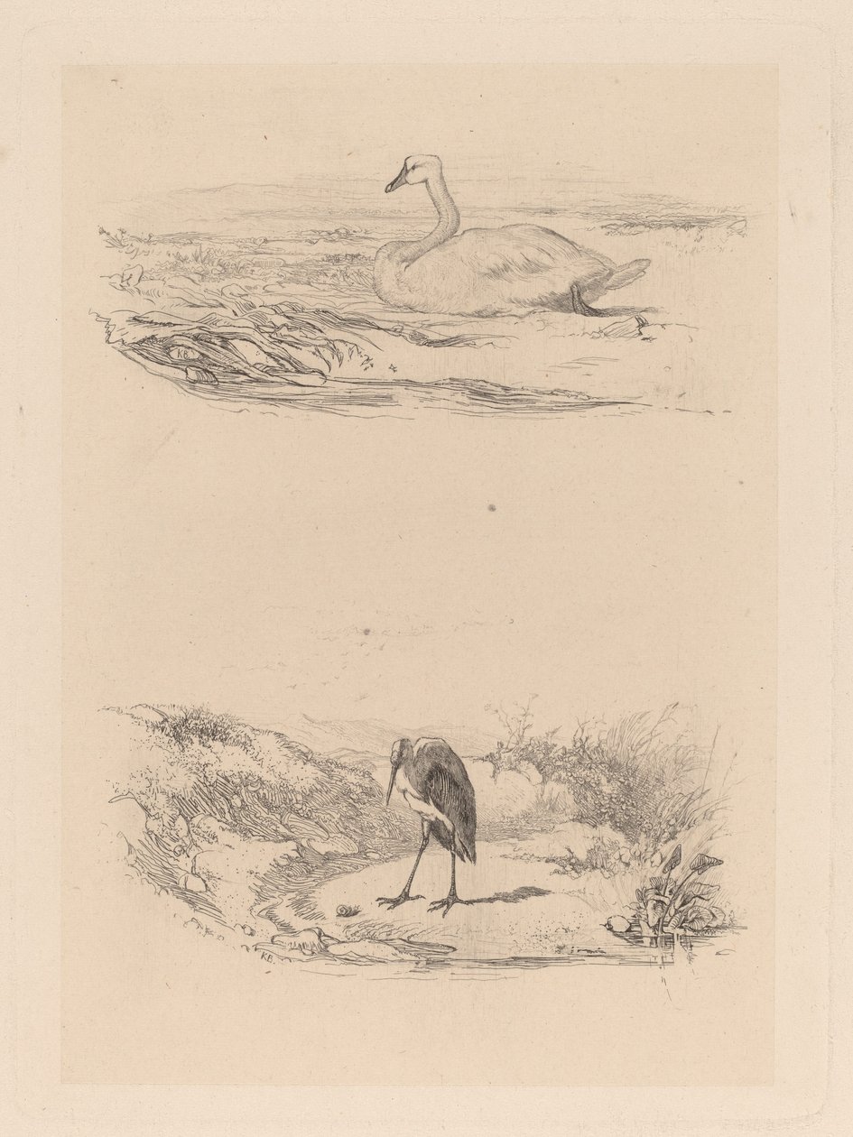 joutsen, haikara tekijältä Karl Bodmer
