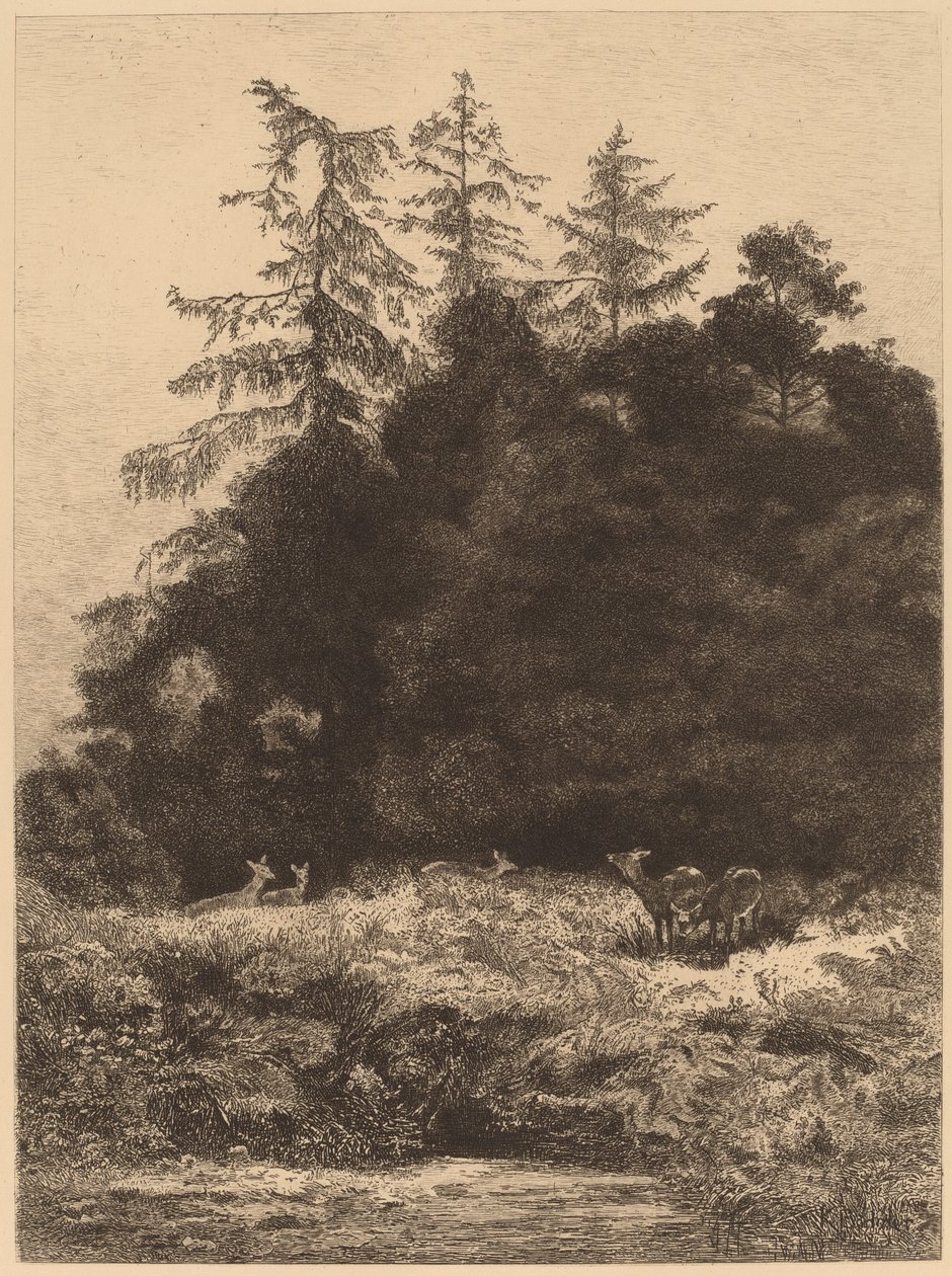 Kuusipeura puistossa tekijältä Karl Bodmer