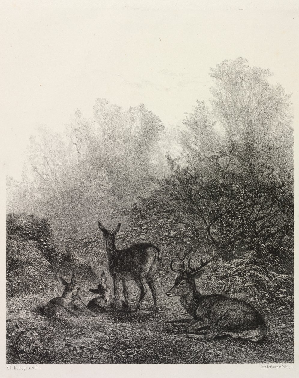 Hirvi levossa tekijältä Karl Bodmer