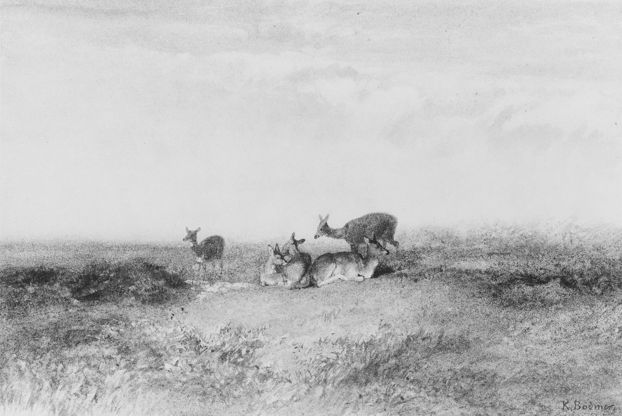 Hirvi maisemassa tekijältä Karl Bodmer