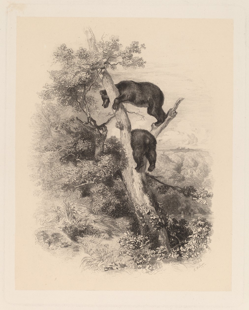Kaksi karhua tekijältä Karl Bodmer