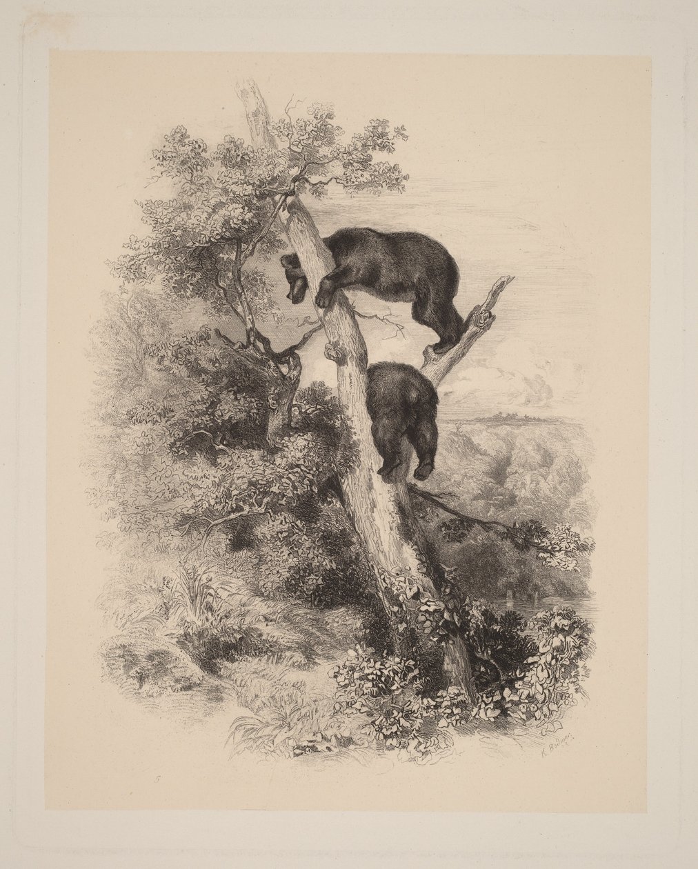 Kaksi karhua tekijältä Karl Bodmer