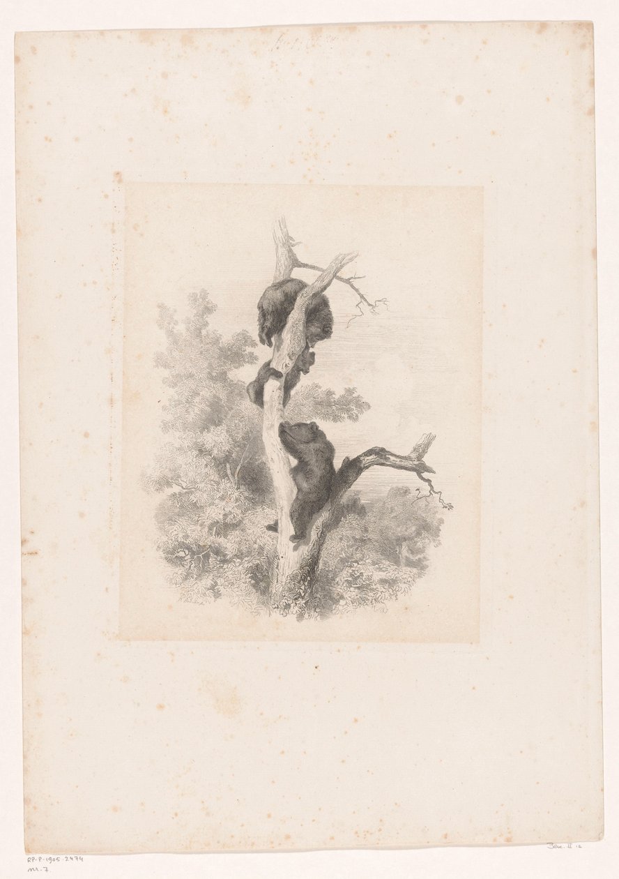Kolme karhua puussa Maisemat eläinten kanssa (sarjan nimi) tekijältä Karl Bodmer
