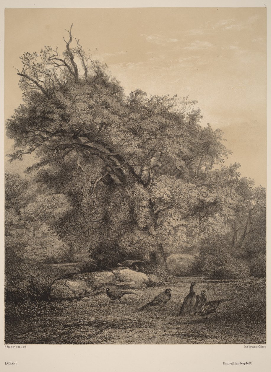Fasaaneja tekijältä Karl Bodmer