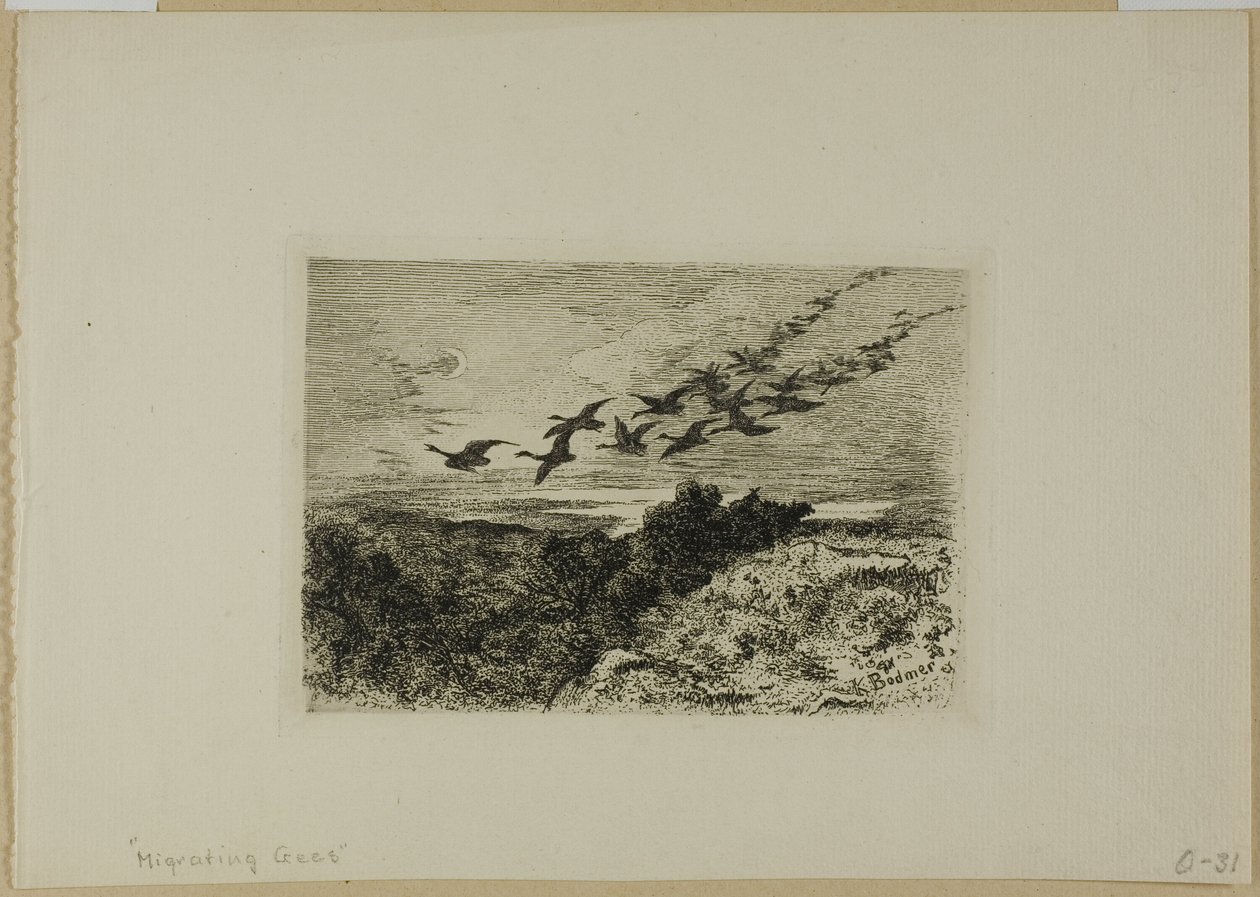 Lentävät hanhet tekijältä Karl Bodmer