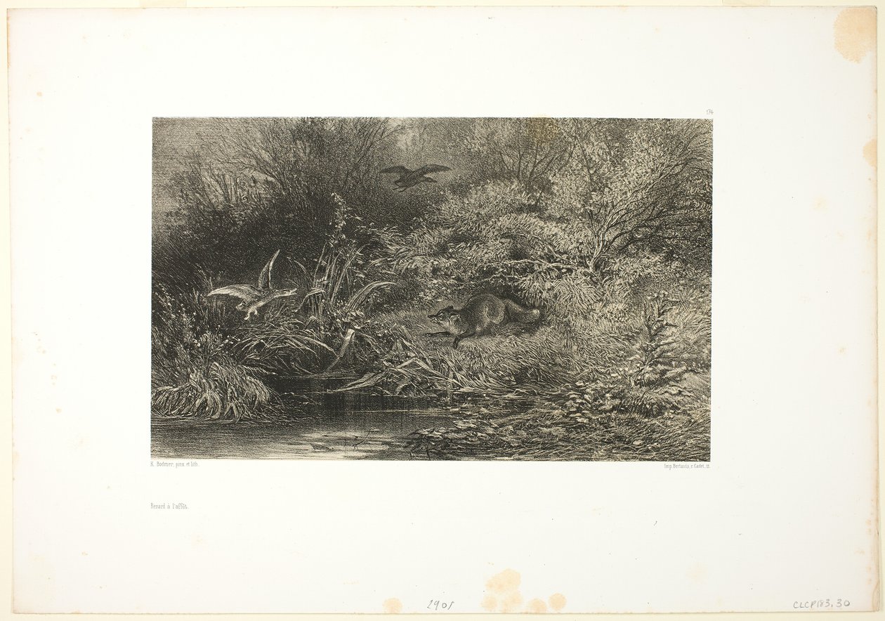 Fox on the Prowl tekijältä Karl Bodmer
