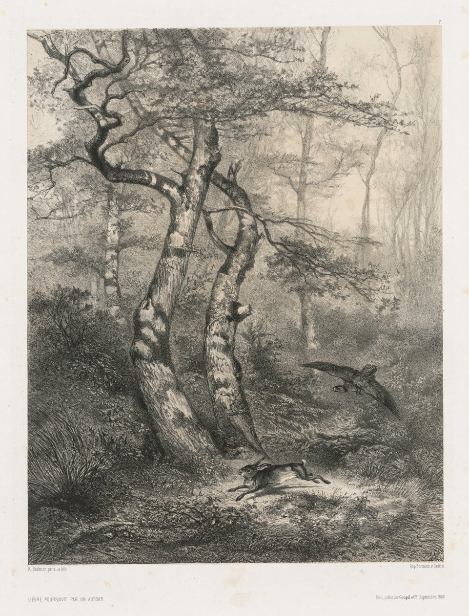 Haukan takaa jänistä, 1858. tekijältä Karl Bodmer