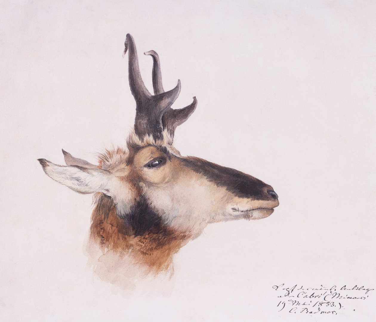 Antiloopin pää tekijältä Karl Bodmer