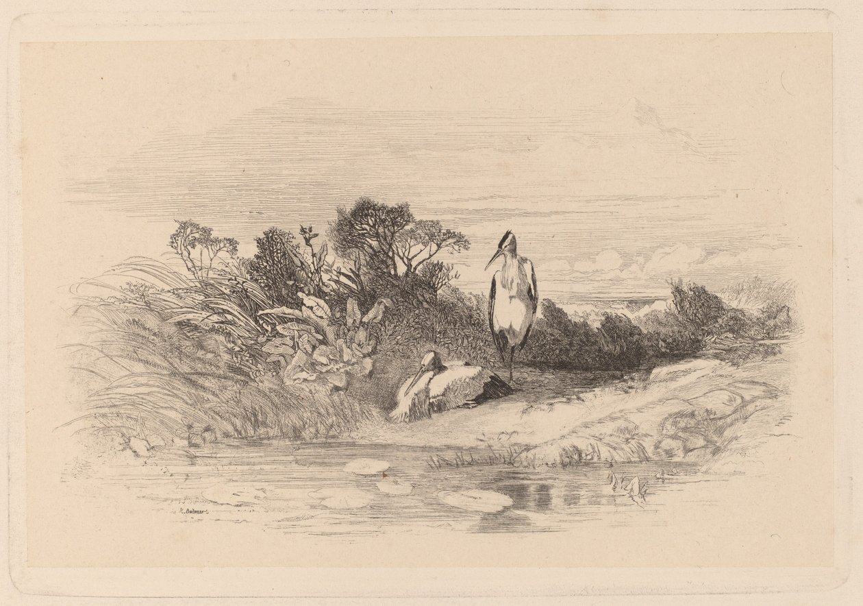 Herons tekijältä Karl Bodmer