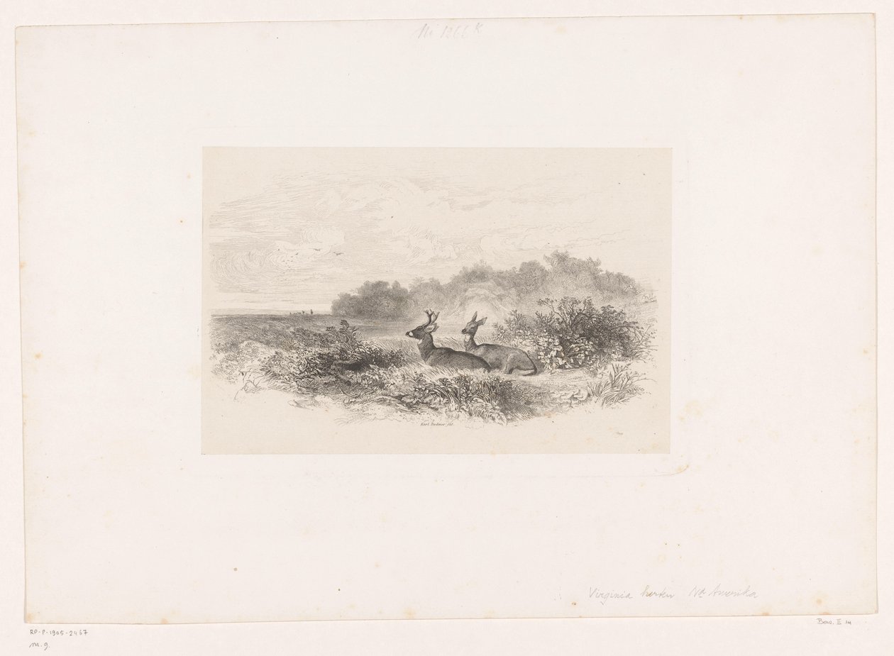 Maisema kahdella valkohäntäpeuralla Maisemat eläinten kanssa (sarjan nimi) tekijältä Karl Bodmer