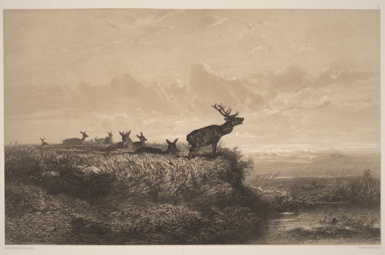 Aamu. Saksanhirvi ja naaraat tekijältä Karl Bodmer