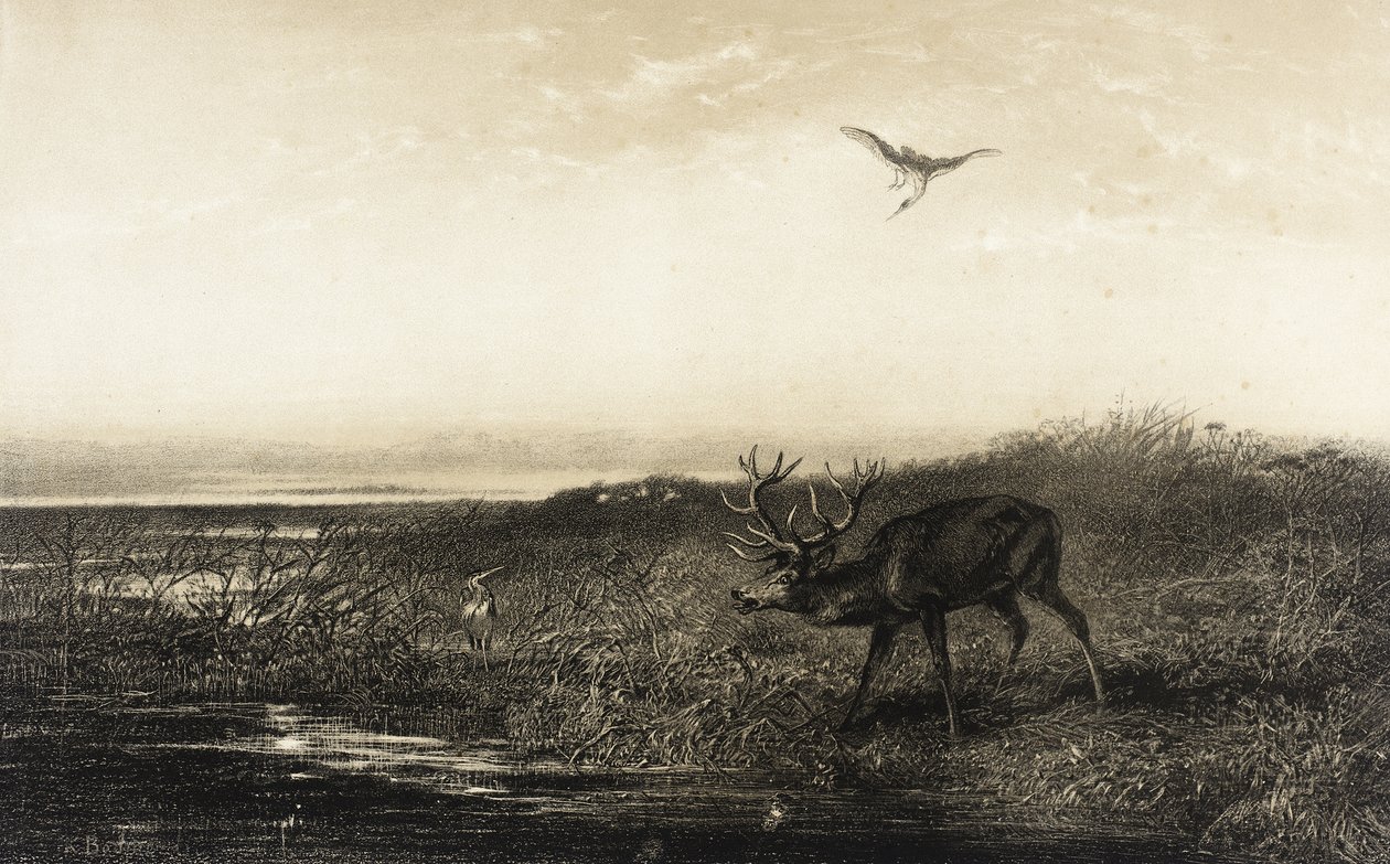Ilta: hirvi ja haikarat tekijältä Karl Bodmer