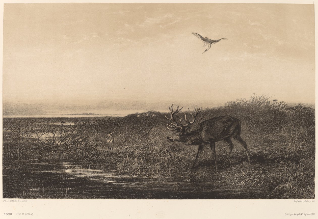 Ilta. Peuroja ja haikaroita tekijältä Karl Bodmer