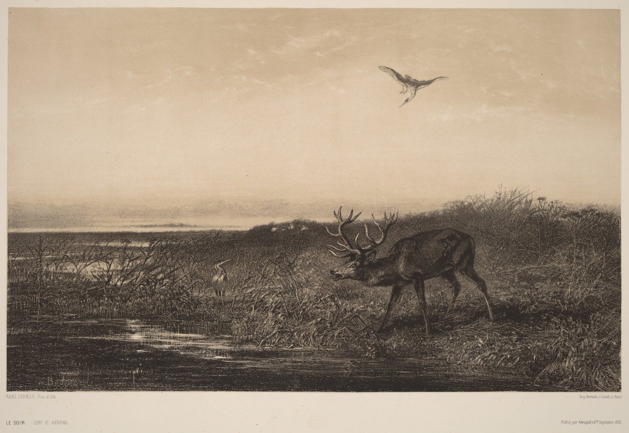 Le Soir.  Hirvi ja haikarat tekijältä Karl Bodmer