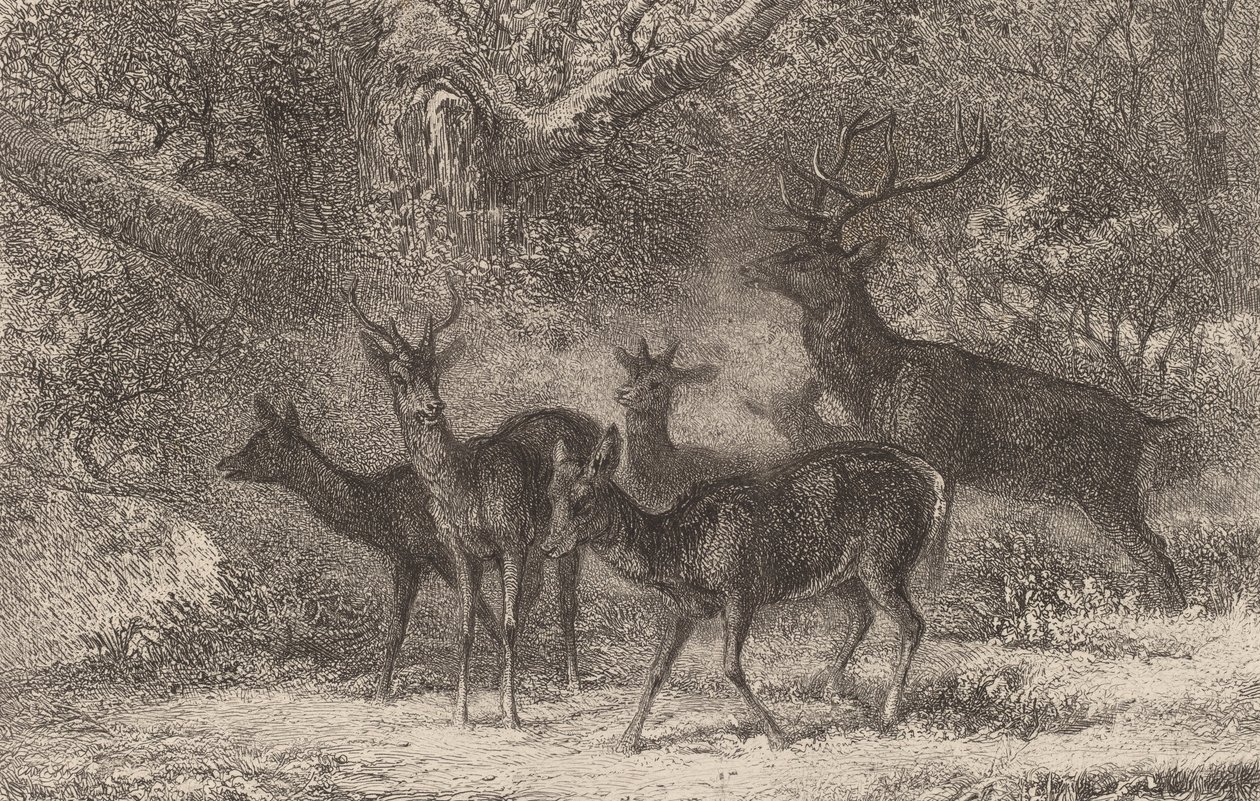 Lauma. tekijältä Karl Bodmer