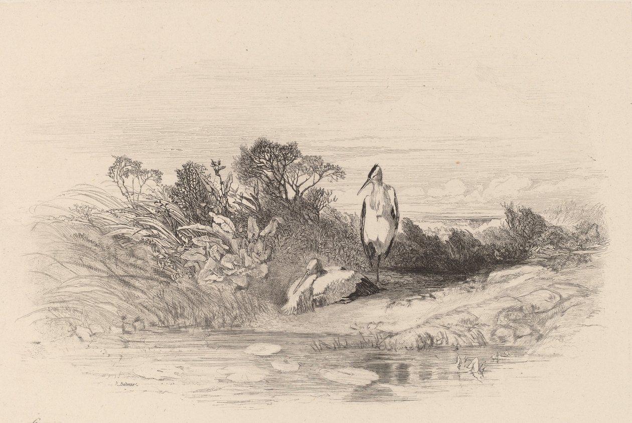 Kaksi haikaroita. tekijältä Karl Bodmer
