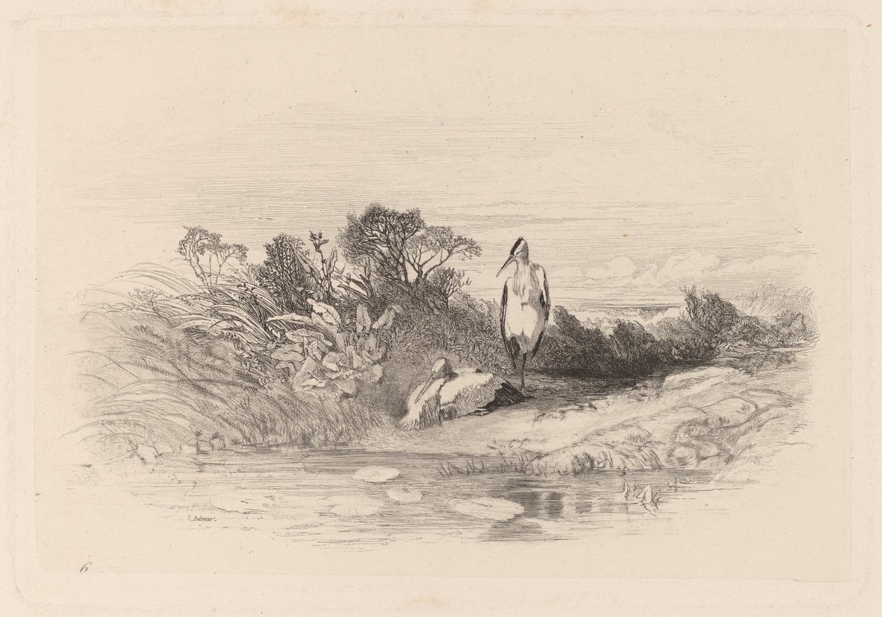 Kaksi haikaroita tekijältä Karl Bodmer