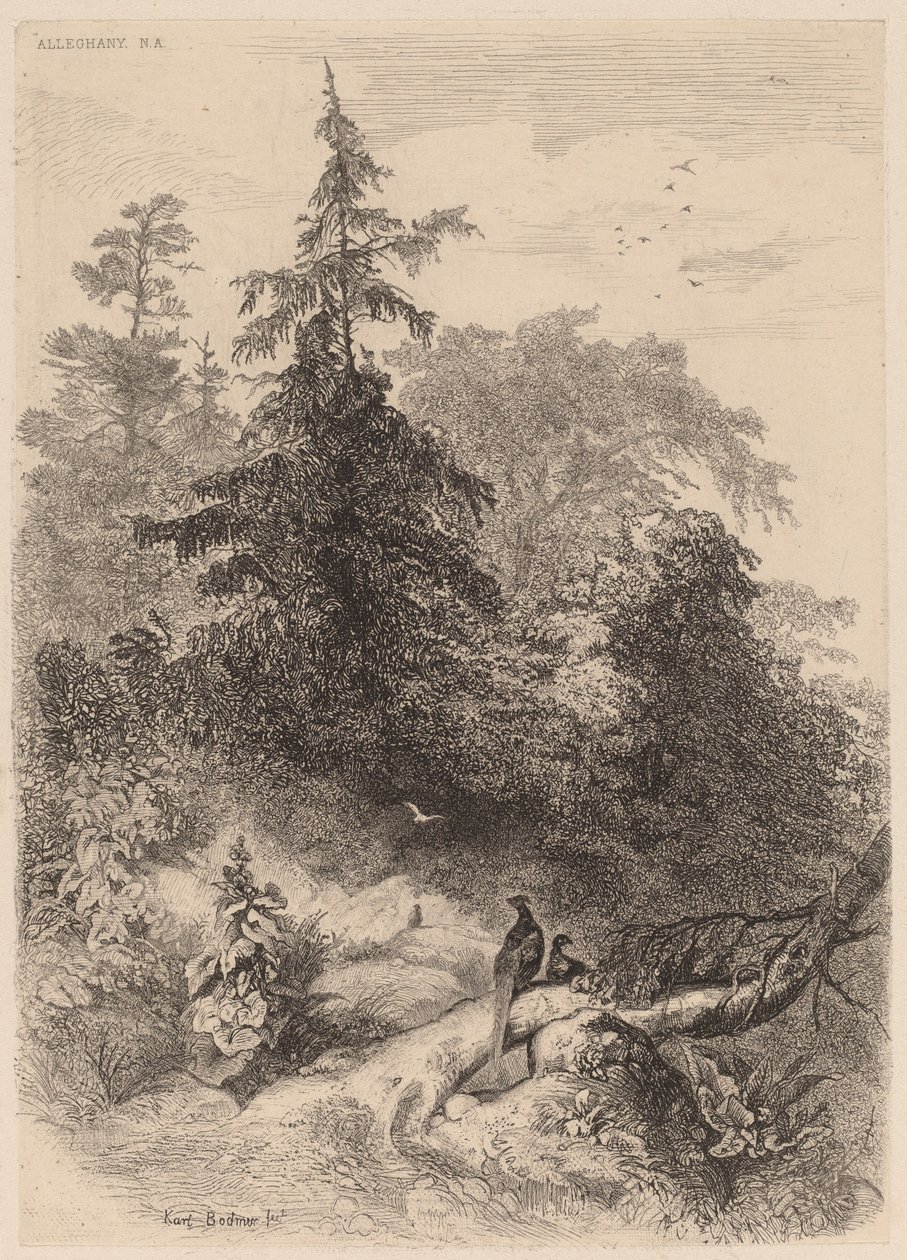 Els Faisans. finlandès tekijältä Karl Bodmer