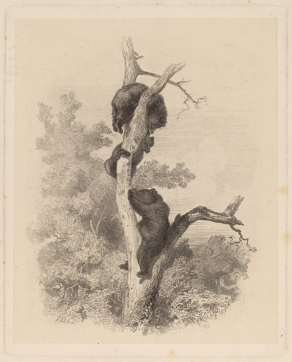 Les Ours (The Bears)finlandès tekijältä Karl Bodmer