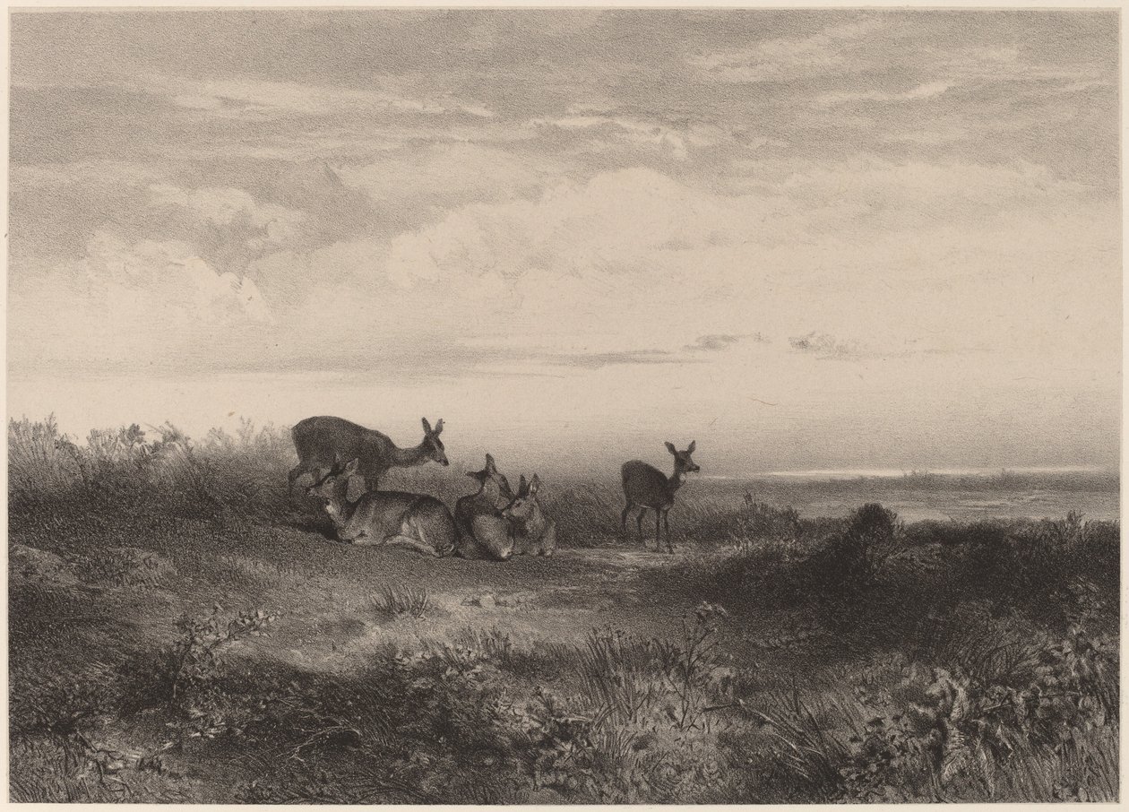 Peura tekijältä Karl Bodmer