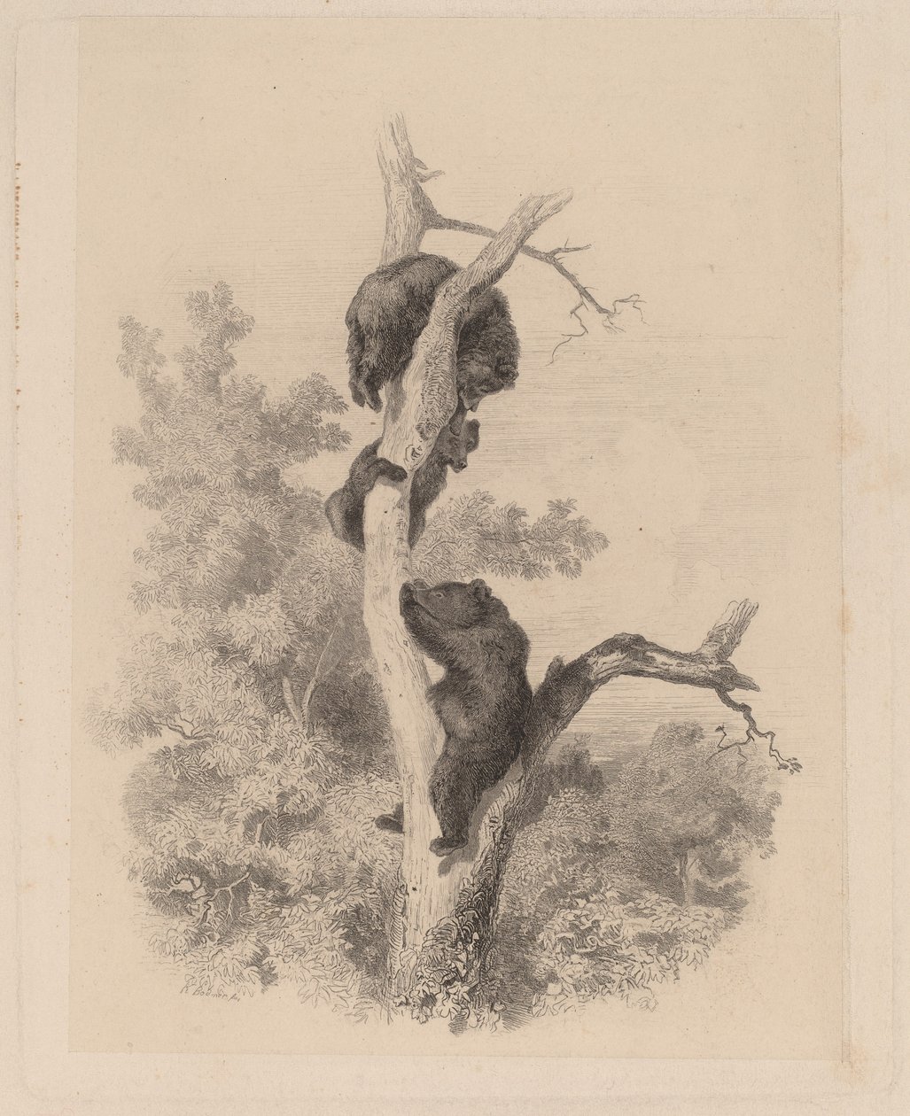 Karhut tekijältä Karl Bodmer