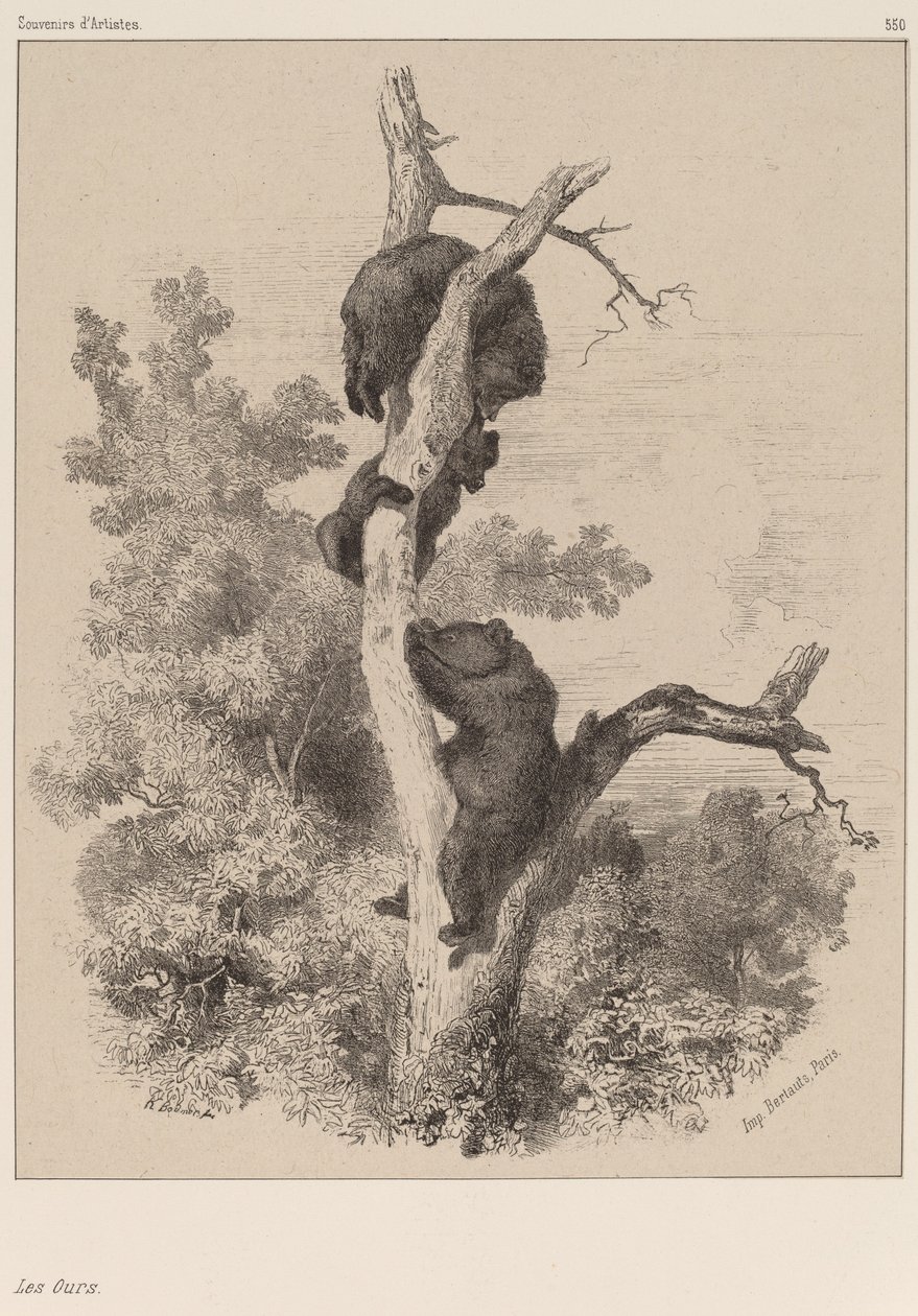 Karhut tekijältä Karl Bodmer