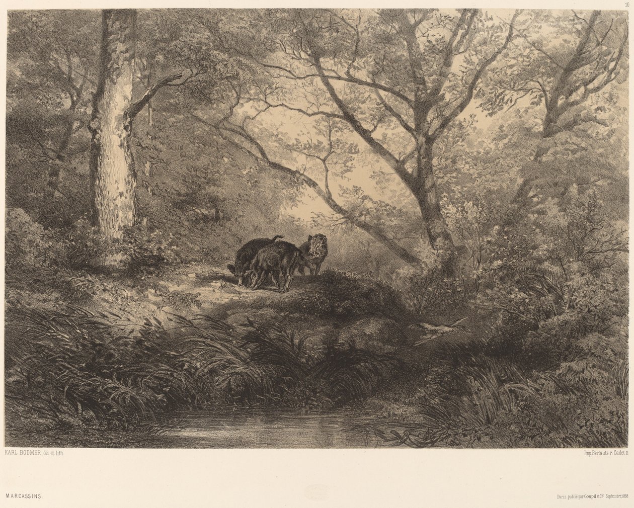 Marcassinit tekijältä Karl Bodmer