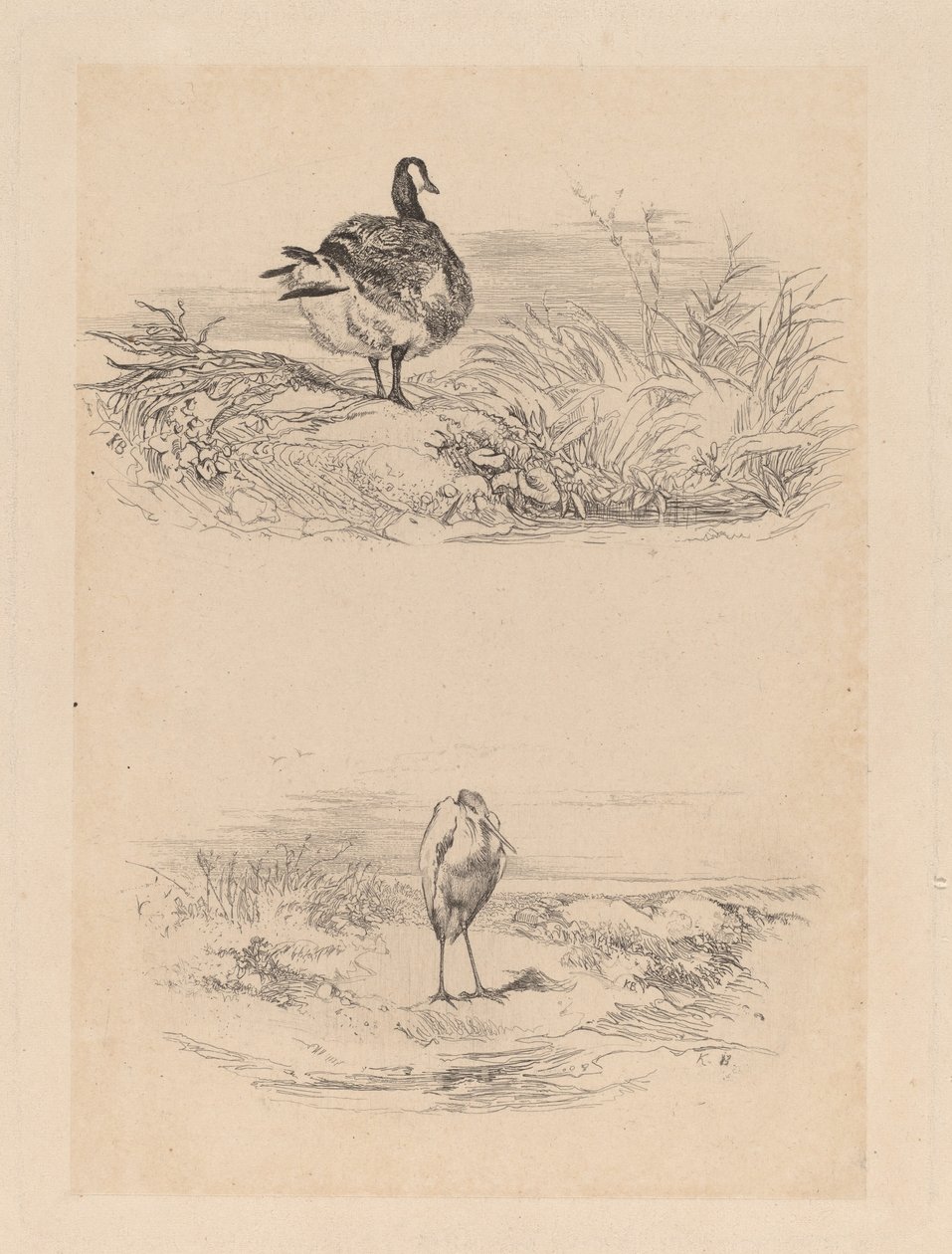 Voi, Heron tekijältä Karl Bodmer