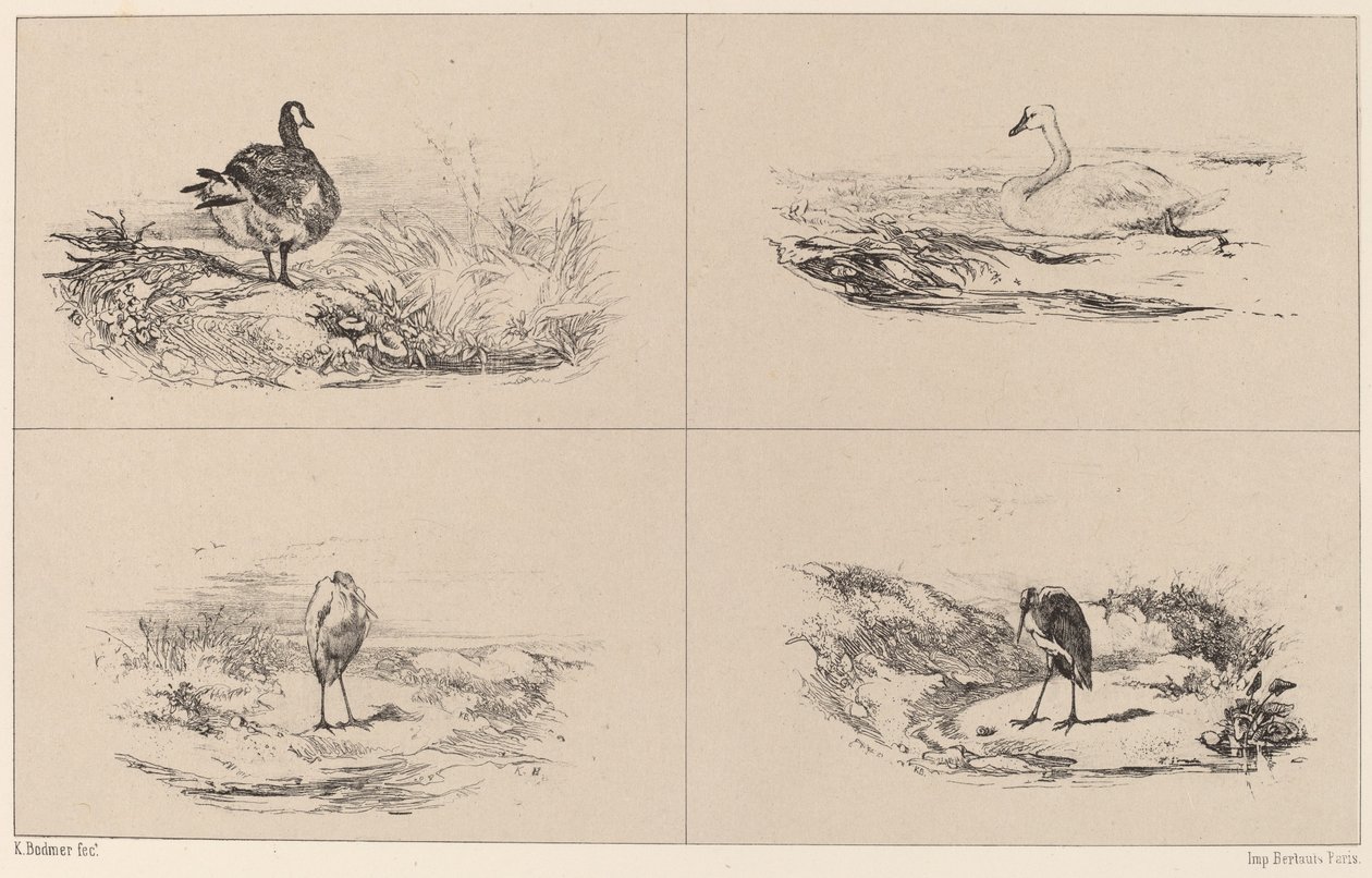 Hanhet, joutsenet, haikarat. tekijältä Karl Bodmer