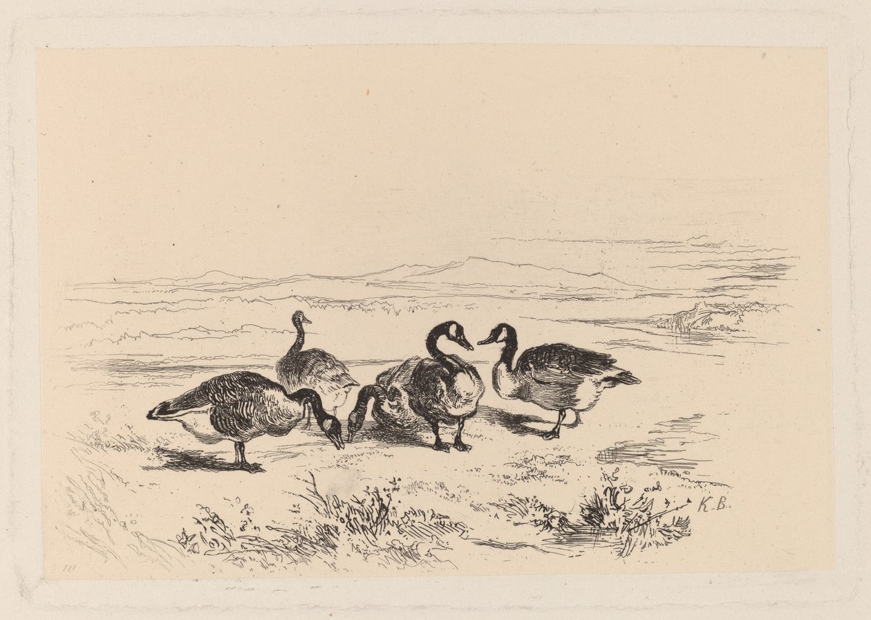 valkoherkkuhanhet tekijältä Karl Bodmer