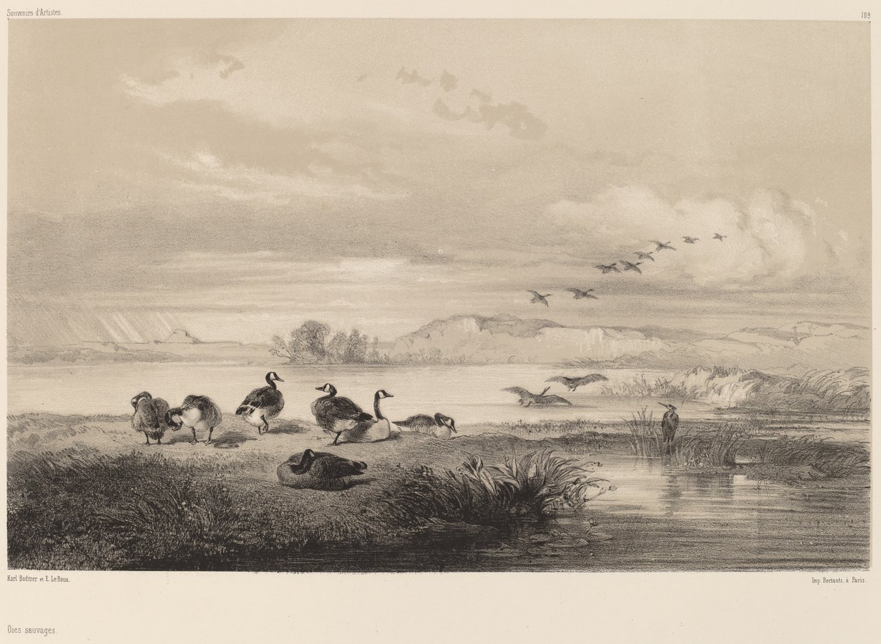 oques salvatges finlandeses tekijältä Karl Bodmer