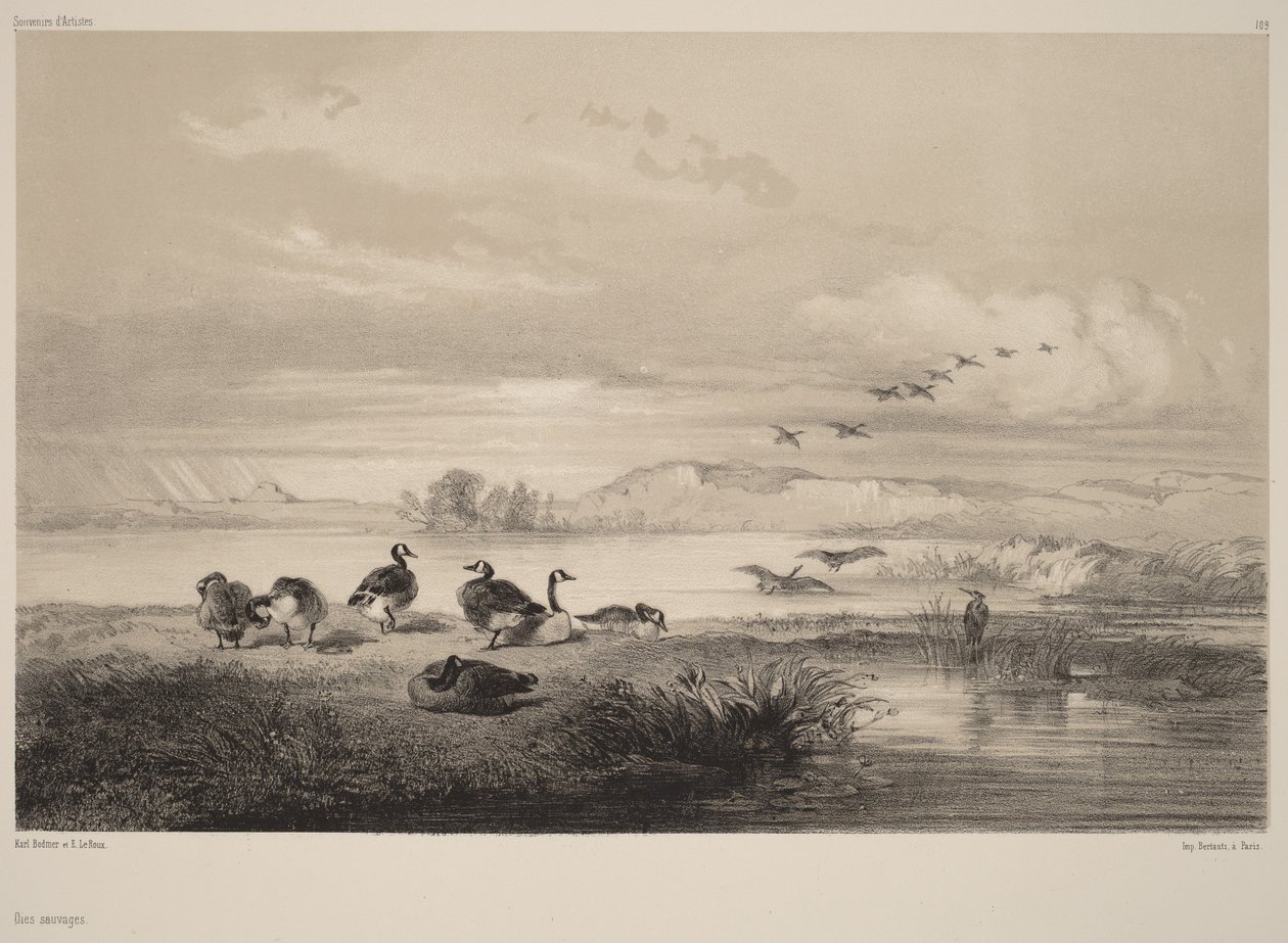 Villihanhet tekijältä Karl Bodmer