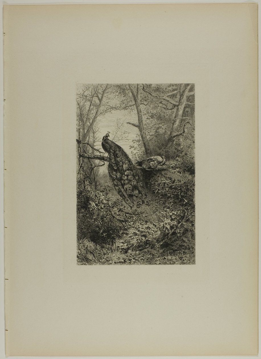 Riikinkukot oksalla tekijältä Karl Bodmer